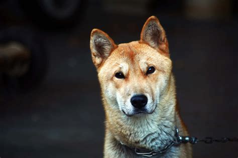 korean dogs south korea